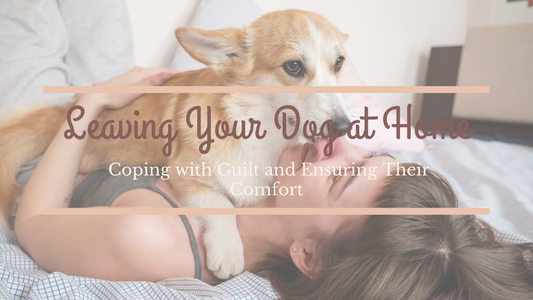 Corgi lying on owner's chest with ears back, expressing sadness as owner rests on couch