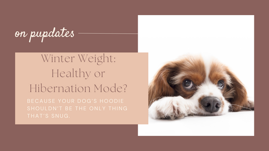 A Cavalier King Charles Spaniel lies low with soft puppy eyes looking up. Text overlay reads “Winter Weight: Healthy or Hibernation Mode?” in Fur‑You brand colours.