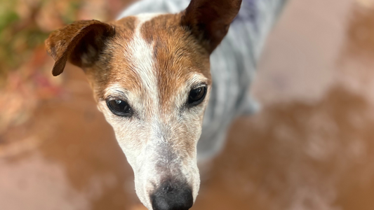 Charlie our Jack Russell wears a Fur-You hoodie, ready for a cold winter walk