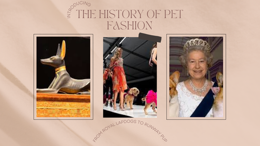 A Brief History of Pet Fashion: From Royal Lapdogs to Runway Pups