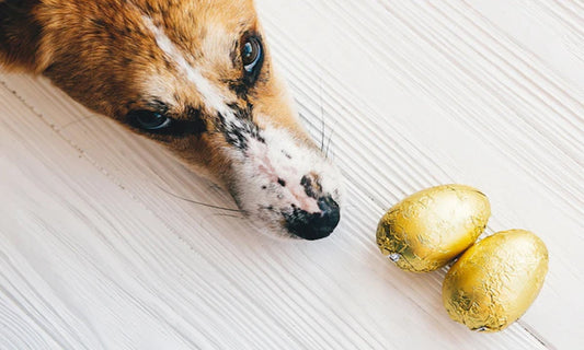 A curious dog leans in to sniff a pile of colourful Easter eggs placed in front of them. The image playfully captures the temptation and caution surrounding chocolate and dogs, reinforcing the importance of keeping Easter treats safely out of paw’s reach