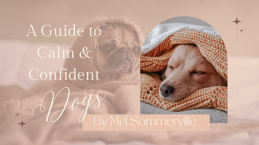 A blog banner featuring a sad pug under blankets on the left and a peaceful Labrador wrapped in an orange knitted blanket on the right. The title 'A Guide to Calm & Confident Dogs' appears on the left, with 'By Mel Sommerville' below the Labrador