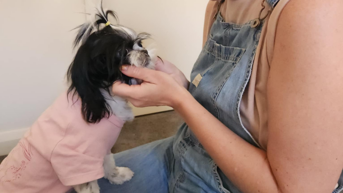 Is Pet Fashion Functional or Just for Fun?