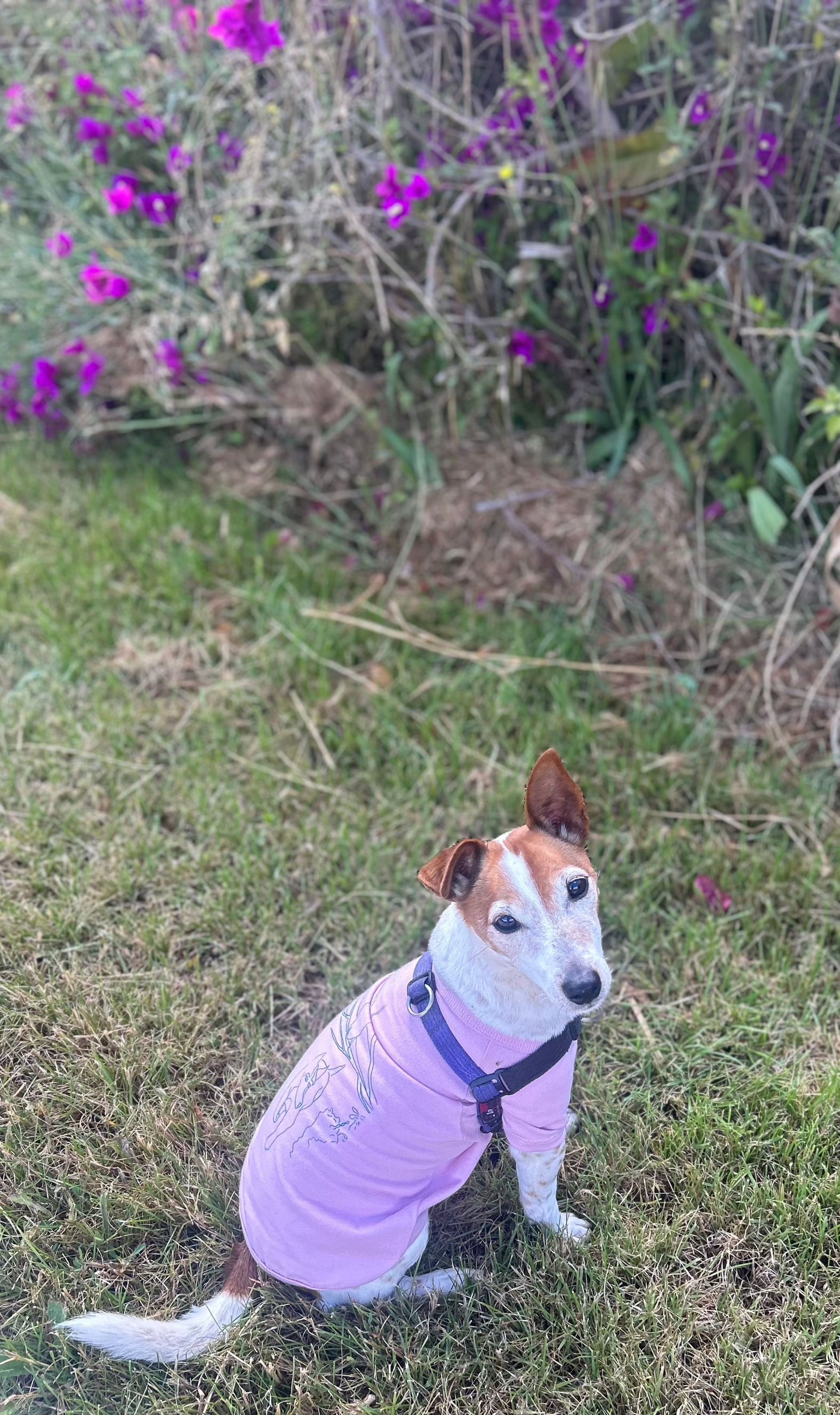 Charlie sitting in front of a flowering bush wearing a dusty pink tee showing a screen printed design in green called "Charlie and the bird" he wears his purple walking harness over the tee