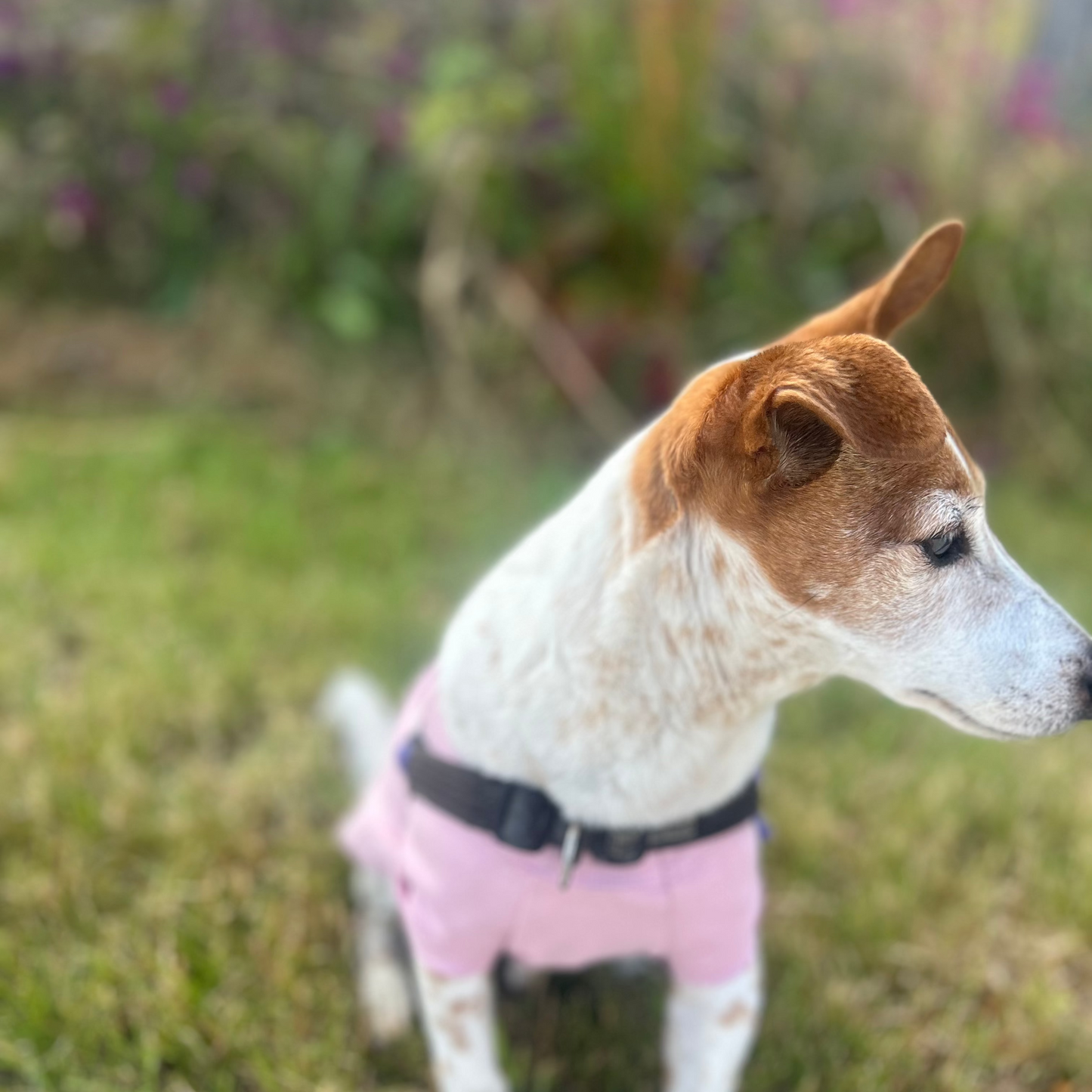 Front vision of Charlie in his Dusty pink tee with his face turned looking to the side. Flower plant softly blurred in the background