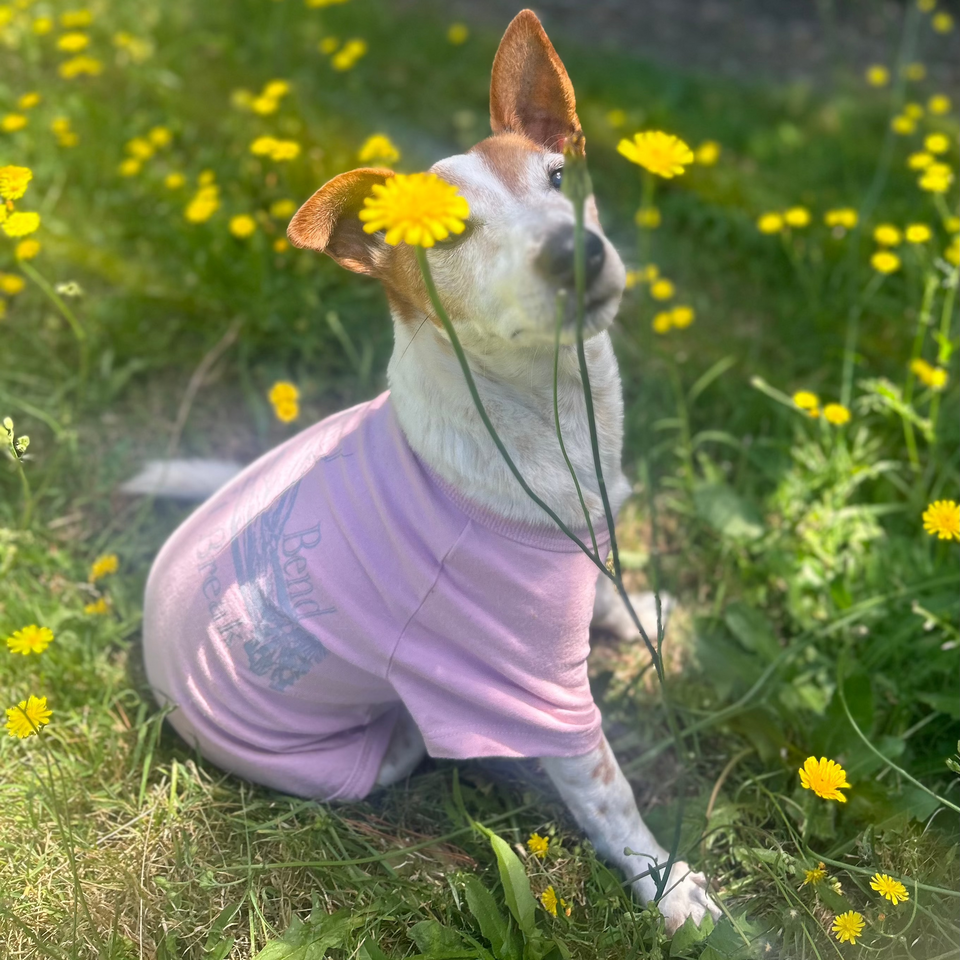 Charlie, the Jack Russell Terrier behind Fur-You  sitting among daisies in a dusty pink ‘Bend Don’t Break’ tee. The grey print on the back is partially visible as he sits at an angle with his head slightly tilted sniffing a daisy while facing the cameras