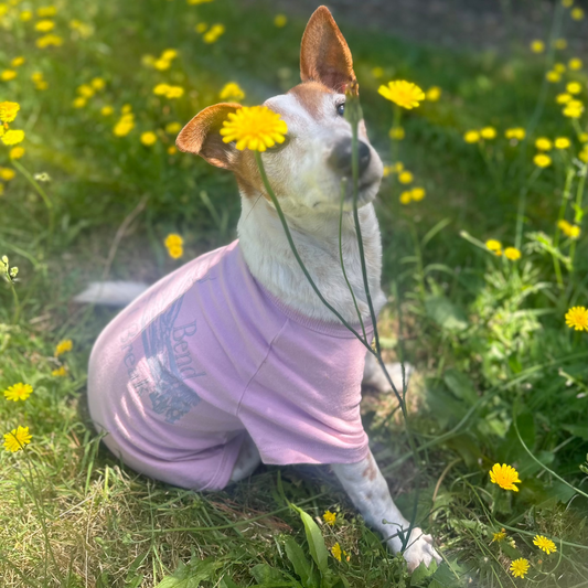 Charlie, the Jack Russell Terrier behind Fur-You  sitting among daisies in a dusty pink ‘Bend Don’t Break’ tee. The grey print on the back is partially visible as he sits at an angle with his head slightly tilted sniffing a daisy while facing the cameras