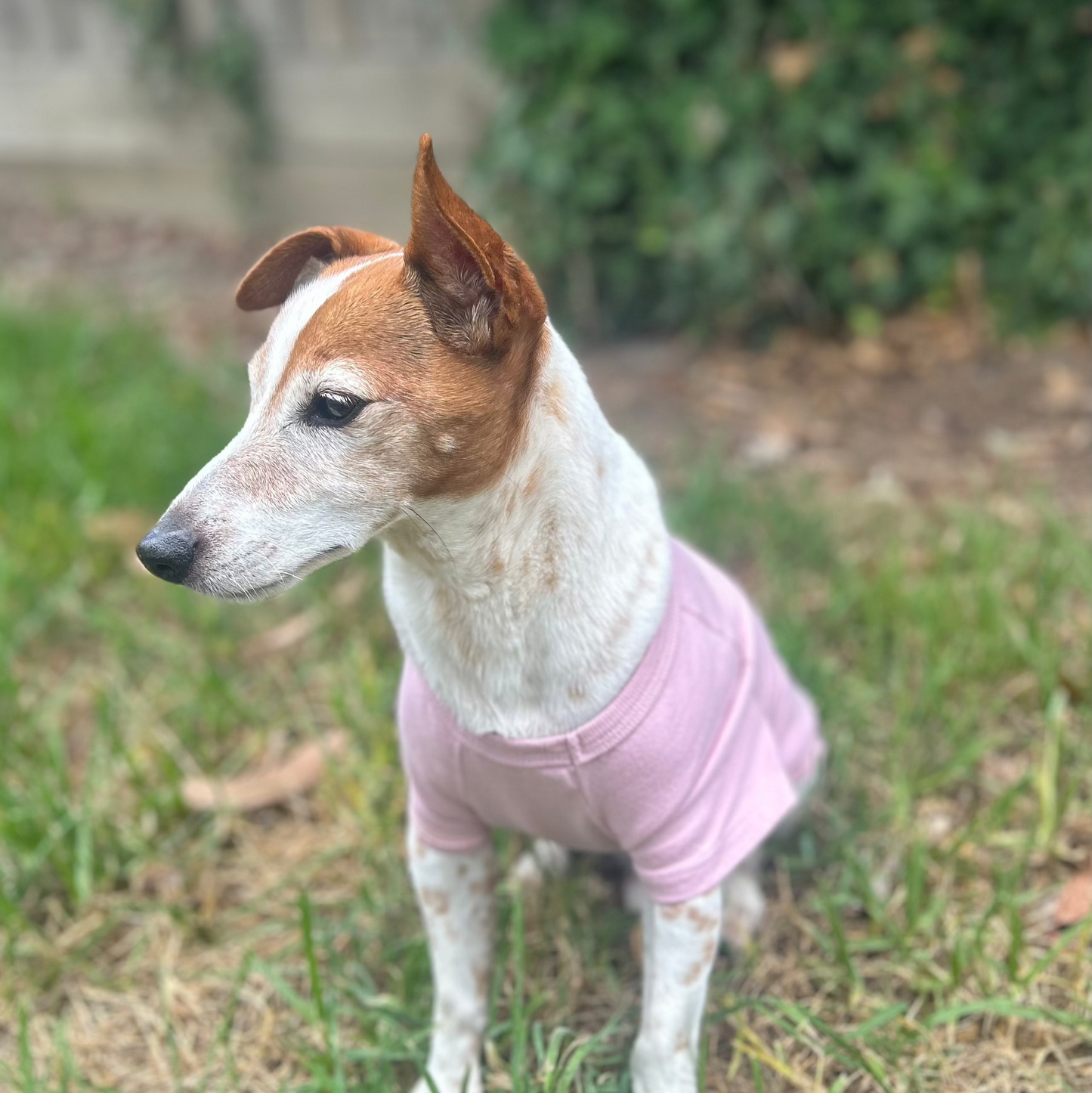 Front view of Charlie, the Jack Russell Terrier behind Fur-You, wearing a dusty pink ‘Bend Don’t Break’ tee. His face is slightly turned away to the left, with green vines forming a natural backdrop