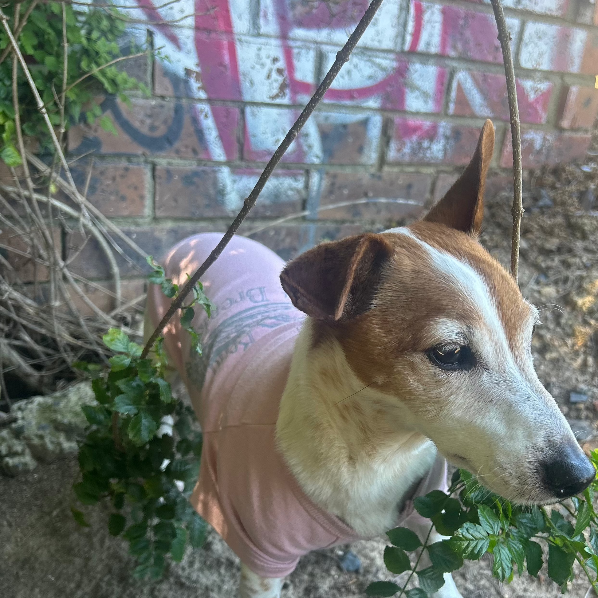 Standing proudly amidst Melbourne’s urban art scene, our Jack Russell Terrier Charlie wears a dusty pink ‘Bend Don’t Break’ tee, gazing slightly off-center and framed by branches of leaves. The grey print is visible on the back of the sustainably crafted tee, highlighting Fur-You’s blend of ethical design, artistry and connection to inner-urban lifestyles