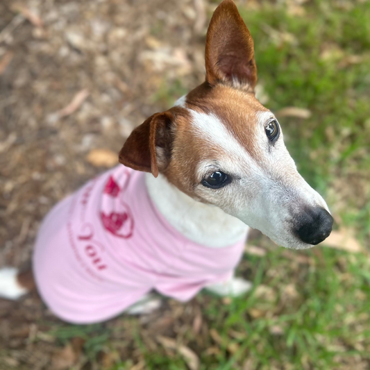 Aerial view of Charlie, our Jack Russell Terrier and the inspiration behind Fur-You, sitting with his head slightly tilted, wearing a small tee featuring the Fur-You logo in Bordeaux. The sustainable and handcrafted garment showcases the brand’s commitment to dogs and eco-friendly fashion.