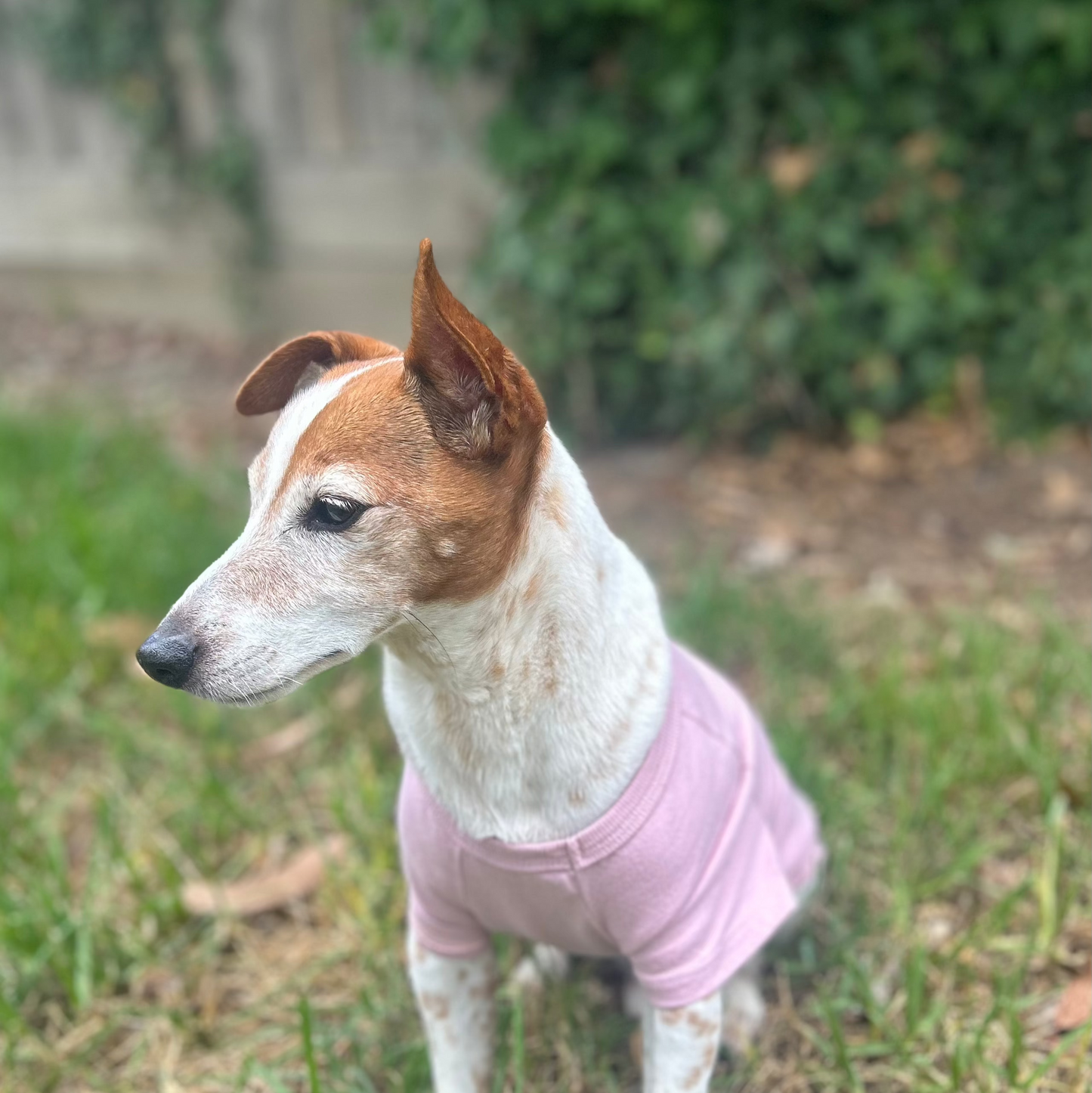 front view of Dusty Pink tee Charlie's face slightly turned away while sitting in front of a vine bush