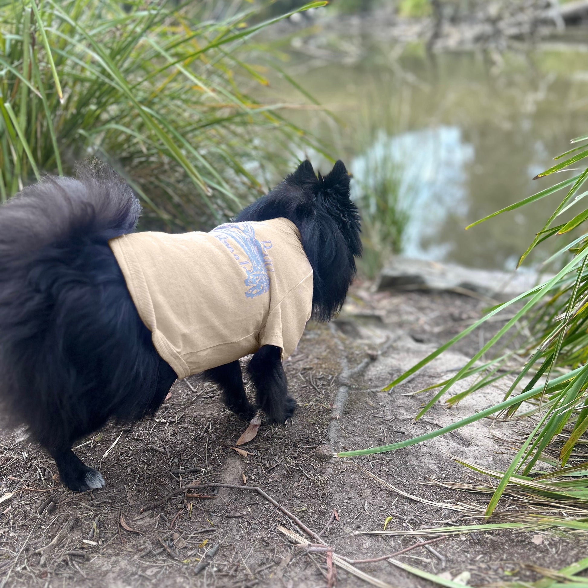Kuma a black Pomeranian, stands at the lakeside wearing Fur-You’s ‘Bend Don’t Break’ tee in sand with a grey screen print. His bushy tail curls high as he gazes into the water, embodying adventure and mindfulness. Ethically crafted from 190GSM Good Earth Cotton®, blending sustainability with timeless style.