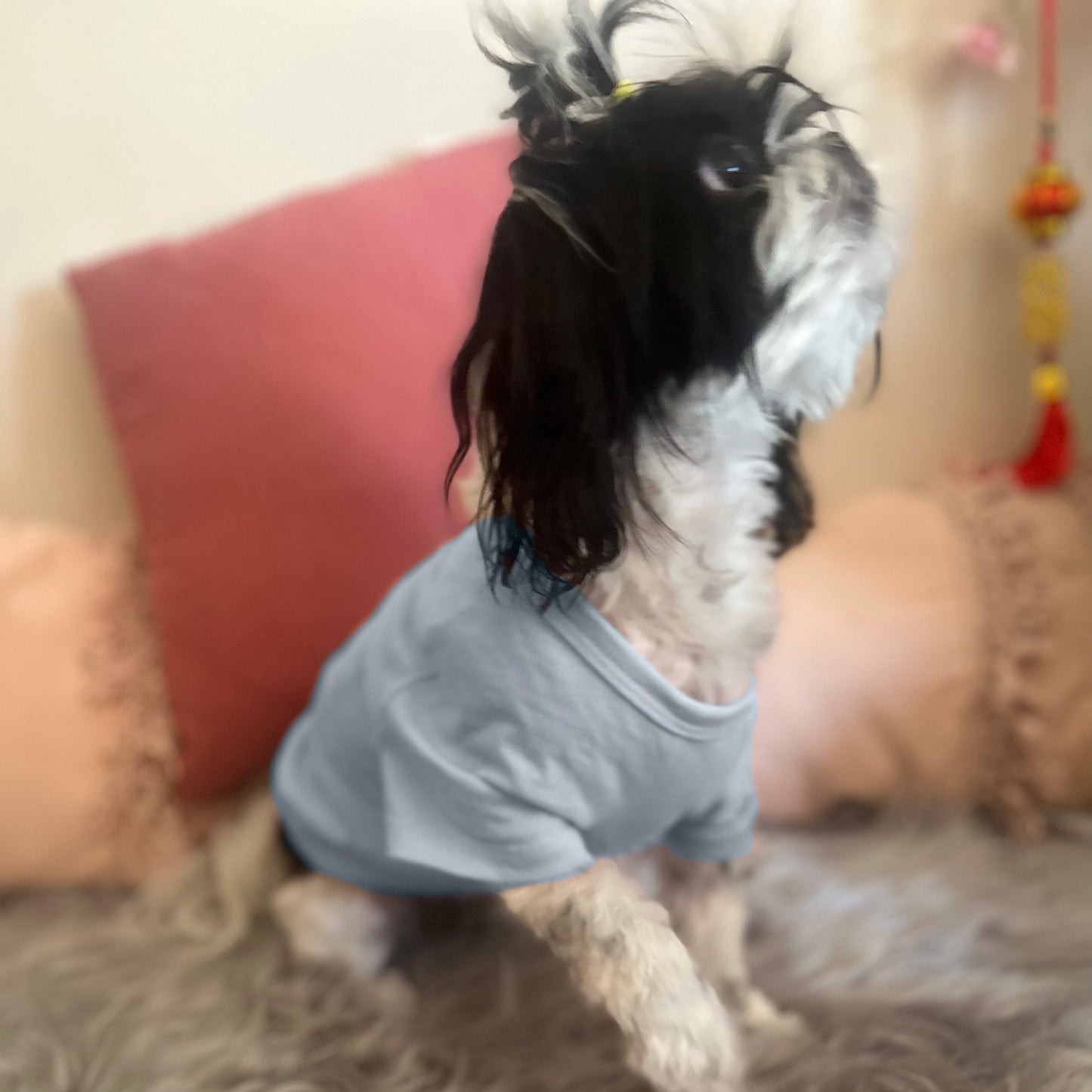 Clara, a tiny Shih Tzu, playfully lifts her paw while wearing Fur-You’s ‘Charlie and the Bird’ print tee in blue on dusty blue fabric. The XS fit is perfect for small breeds.