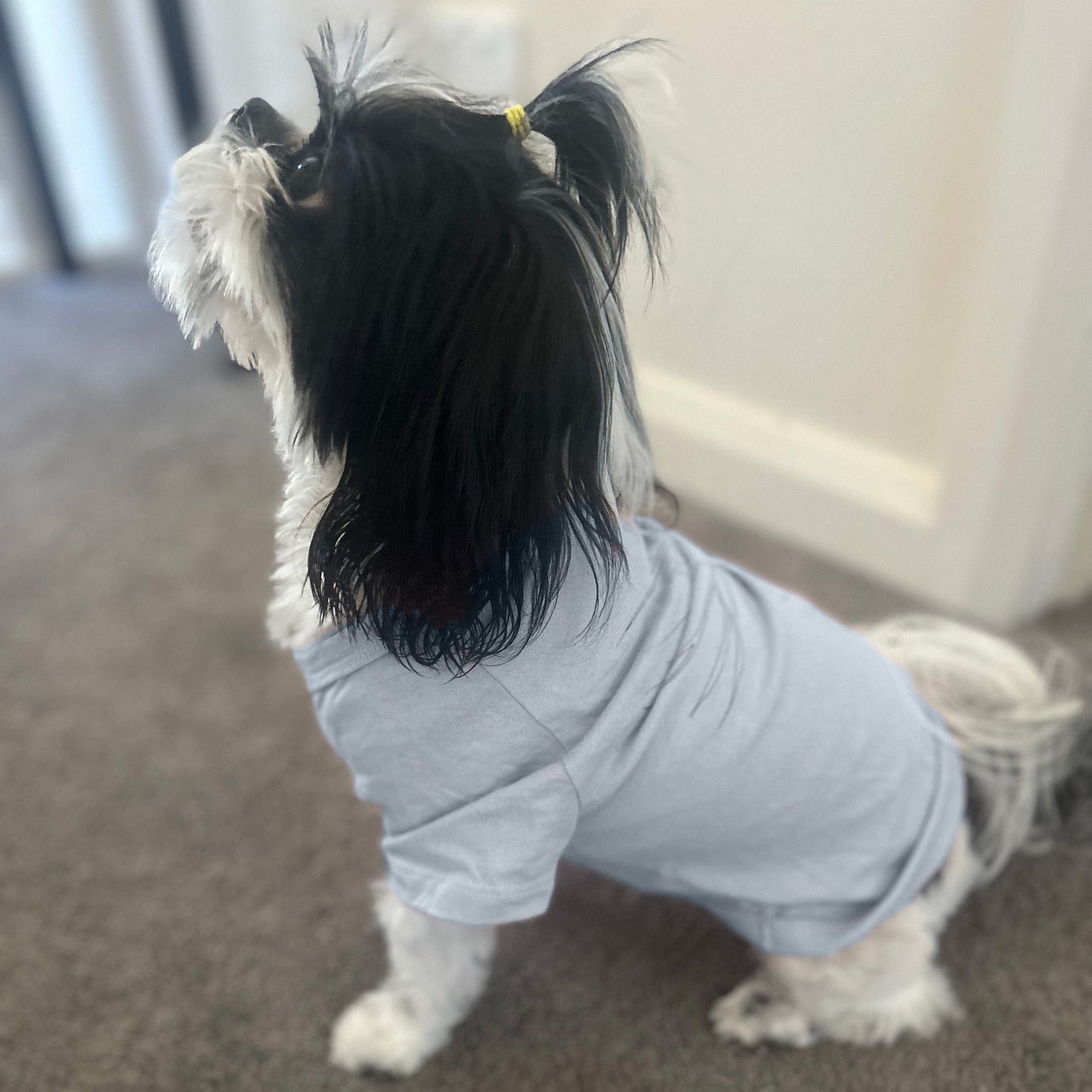 Side view of Clara, a petite Shih Tzu, wearing Fur-You’s ‘Charlie and the Bird’ print tee in blue on dusty blue fabric. The XS fit contours comfortably to her small frame