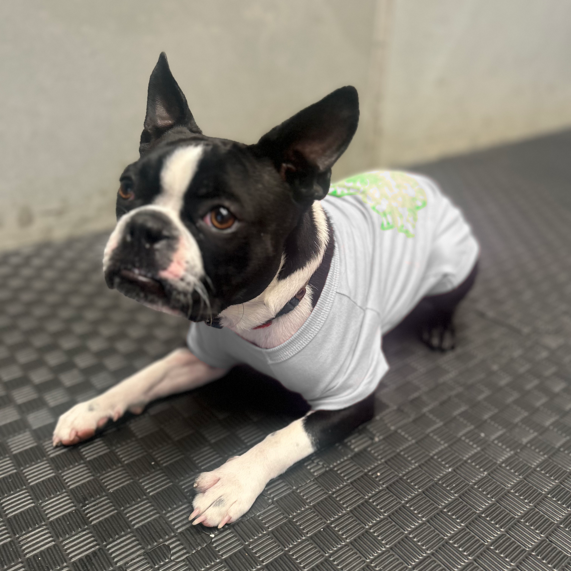Betty lounges in her dusty blue Mandala Glow tee, stretched out on her belly in effortless comfort. The hand-screen-printed design subtly peeks from the back, a testament to Fur-You’s fusion of artistry and sustainability. A perfect blend of softness and breathable 190GSM cotton for pets who love to rest in style.