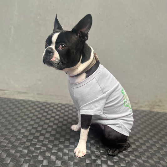 Betty, a petite Boston Terrier, showcases the relaxed fit of Fur-You’s Mandala Glow Green tee in dusty blue. Made from 190GSM Good Earth Cotton®, this sustainable tee drapes gently as she sits, ears perked and eyes full of curiosity. The artisanal screen-printed design brings a touch of mindful craftsmanship to everyday petwear