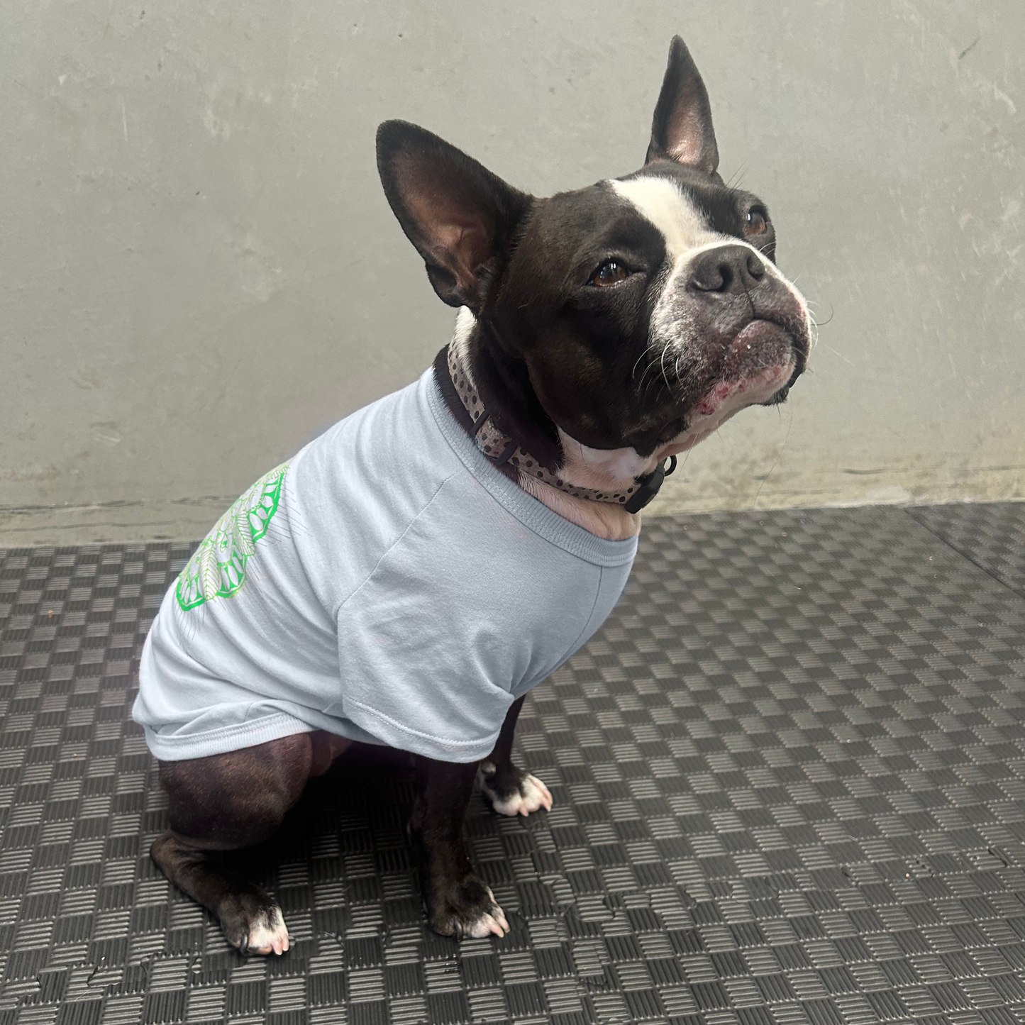 Bonnie sits contentedly in her Fur-You Mandala Glow tee, ears perked and eyes squinting softly. The side view highlights the structured yet breathable fit, made from ethically sourced 190GSM cotton. A perfect fusion of eco-conscious craftsmanship and pet-friendly fashion