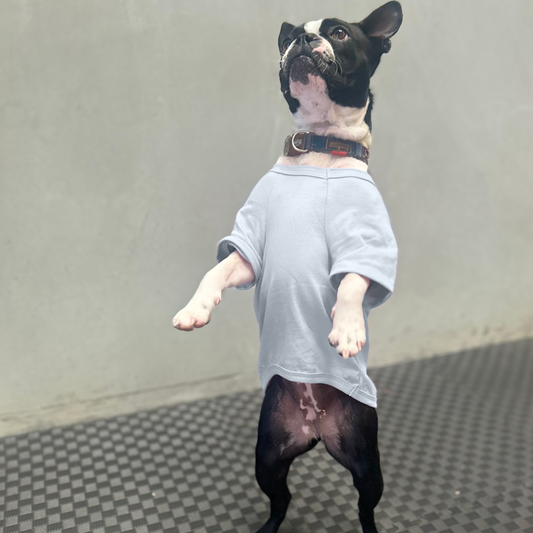 Bonnie, a lively Boston Terrier, balances on her hind legs, showing off the perfect fall of Fur-You’s Mandala Glow tee in dusty blue. Designed for movement, this ethically crafted Good Earth Cotton® tee hugs her body while allowing free play. Hand-printed with care, it’s a wearable piece of art for pets who embrace life with energy