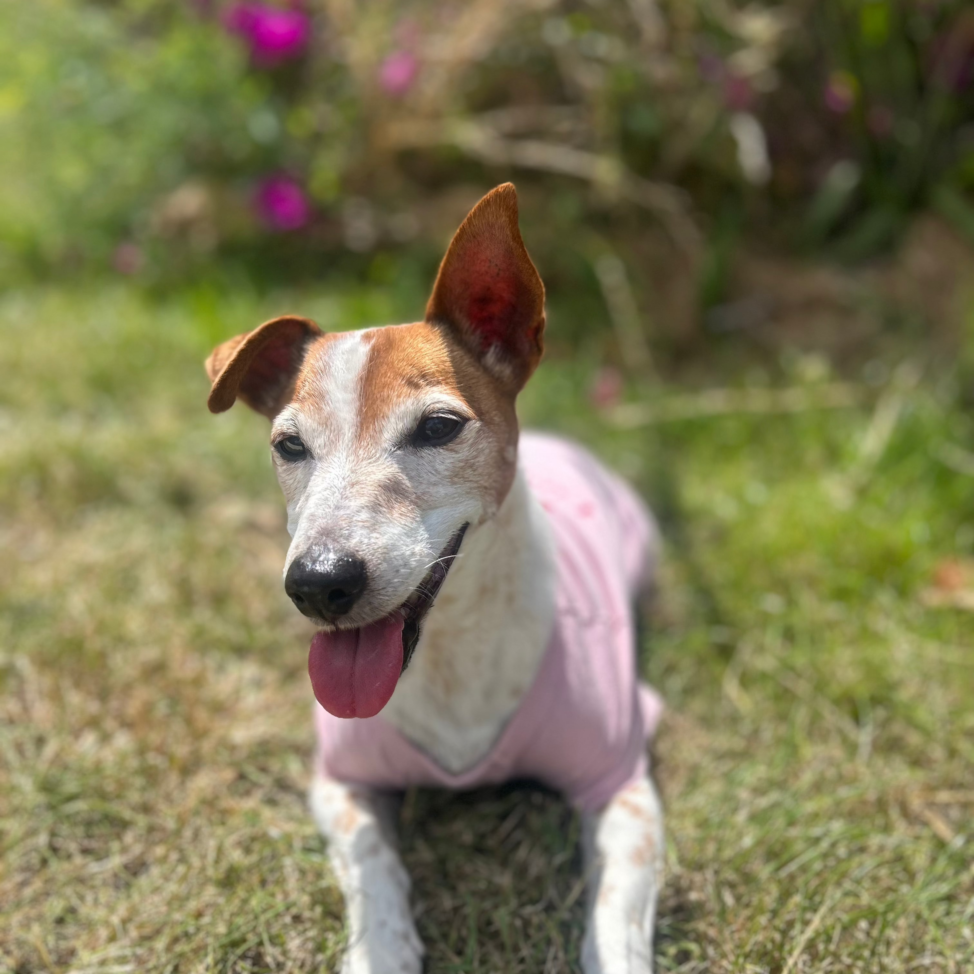 laying down front view of Charlie with his tongue poking out while in front of some pink bushes and a very subtle sign he is wearing the Bordeaux printed Fur-You log tee in Dusty pink.