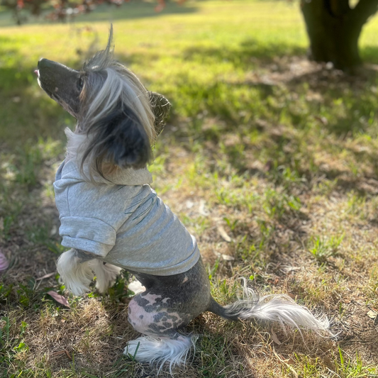 Lusion, an XXS Chinese Crested Dog, raises her left paw playfully while tilting her head upward, exuding charm in the grey marle ‘Charlie and the Bird’ hoodie. The hand screen-printed green design beautifully complements her soft grey and white hair. Captured in a serene park setting with grass and trees in the background, this image highlights Fur-You’s dedication to sustainable fashion, artisanal craftsmanship, and celebrating pets who inspire joy and connection