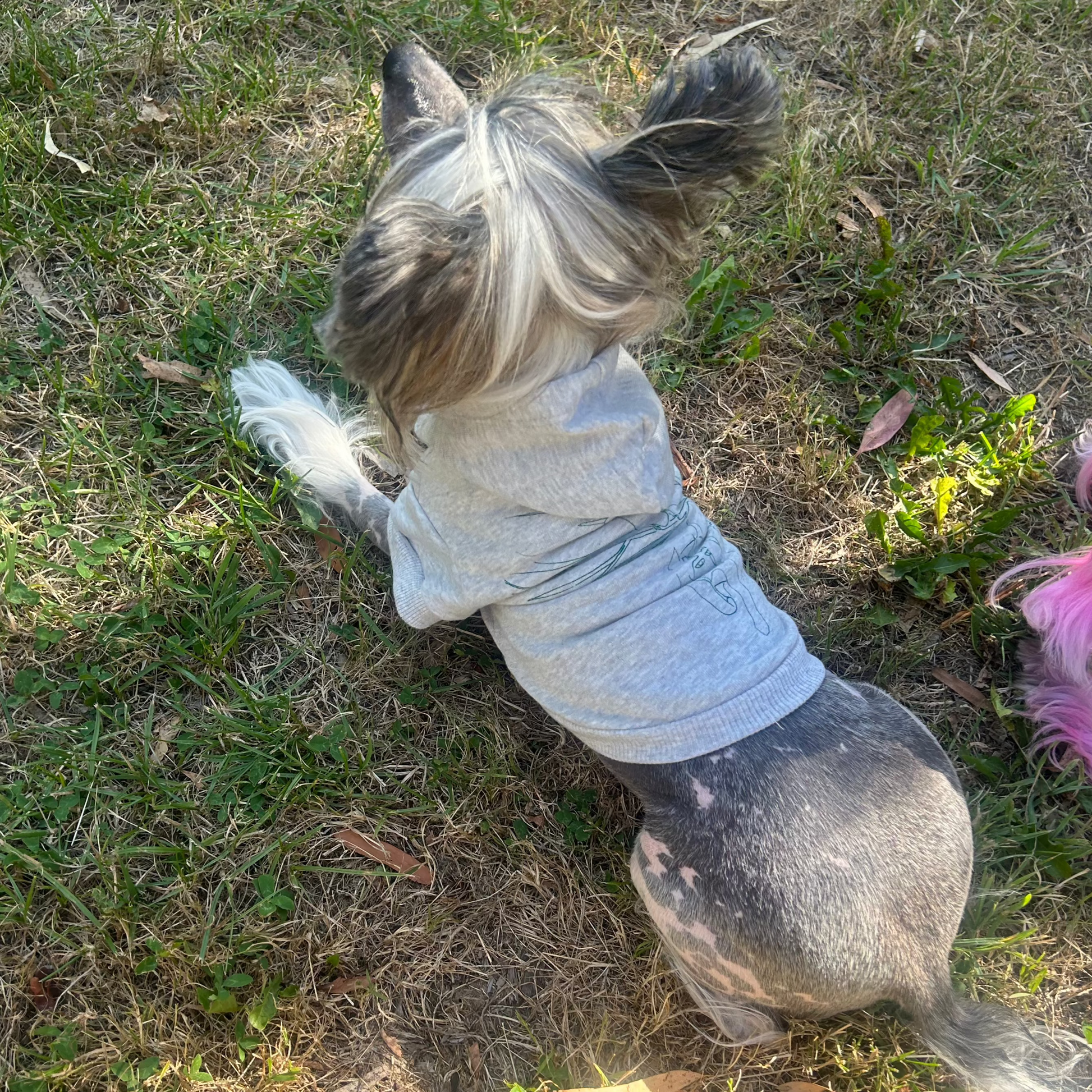 Lusion, our alert Chinese Crested dog, lies belly-down in her grey marle ‘Charlie and the Bird’ hoodie, ready to pounce into play. The slightly scrunched fabric of the hoodie emphasizes its flexibility and comfort, perfectly designed for active pets. This shot highlights the blend of style, sustainability and practicality. Reflecting the playful nature of both the dog and the garment.