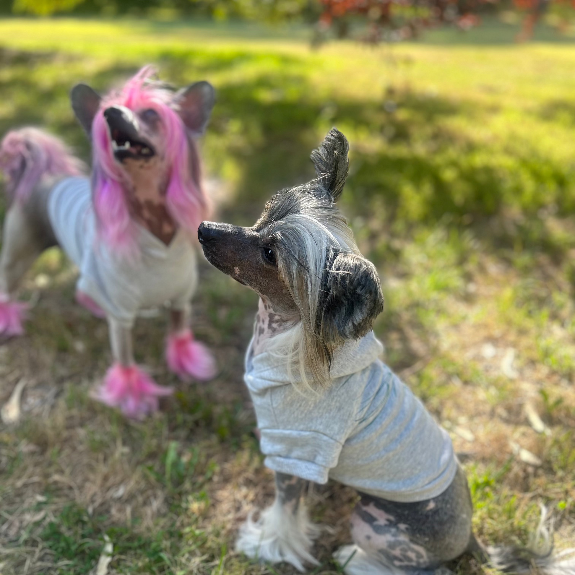 Our inquisitive Chinese Crested dog Lusion sits in a grey marle ‘Charlie and the Bird’ hoodie, her head tilted slightly towards the camera but focused ahead, drawn to something in the distance. Her sister Lala, appears in the background with her head also turned toward the same point of interest. The lush greenery of the park and a few orange leaves add to the vibrant, tranquil scene, showcasing the comfort and style of this thoughtfully crafted hoodie for active pets