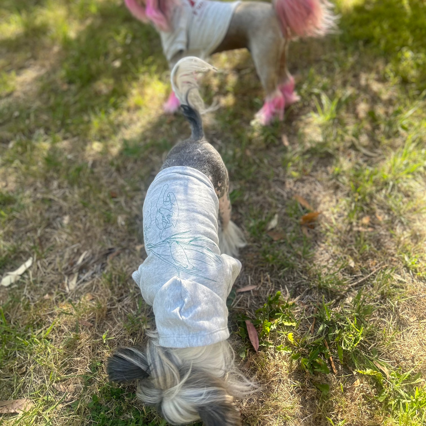 An aerial view of Lusion, our curious Chinese Crested dog, on a sniffing hunt while wearing the grey marle ‘Charlie and the Bird’ hoodie with a vibrant green print. Her sister, Lala, stands behind her, partially cropped at the top of the shot, wearing her own Fur-You logo hoodie. Surrounded by lush grass. This moment captures the playful exploration and connection between these two adorable companions, reflecting the adventurous spirit of Fur-You’s sustainable and stylish petwear.