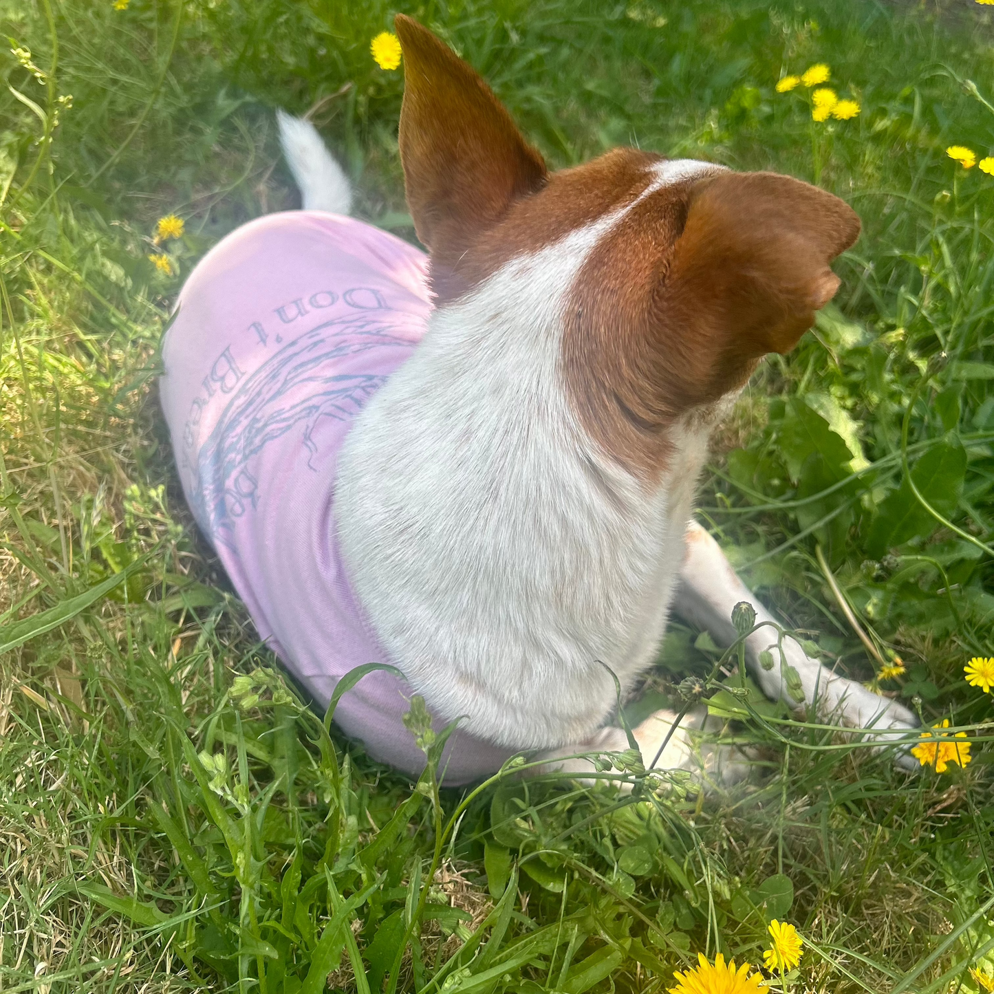 Amidst a bed of daisies, Charlie lounges comfortably, wearing the dusty pink ‘Bend Don’t Break’ tee. His relaxed position highlights the grey print on the back of this sustainably crafted design. With his face turned slightly away and one ear charmingly flopped, this image captures the tranquil essence of Fur-You’s commitment to eco-friendly style and connection to nature