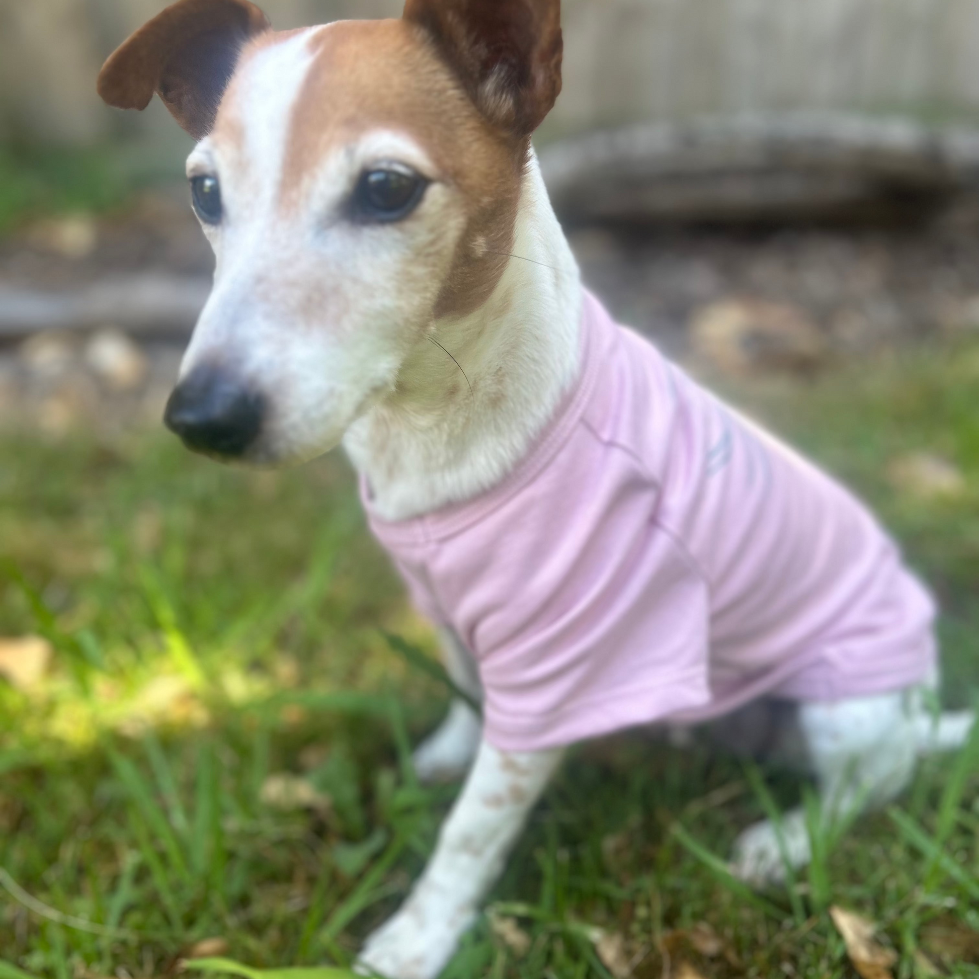 Charlie sitting showing his left side of the pink tee in Charlie and the bird