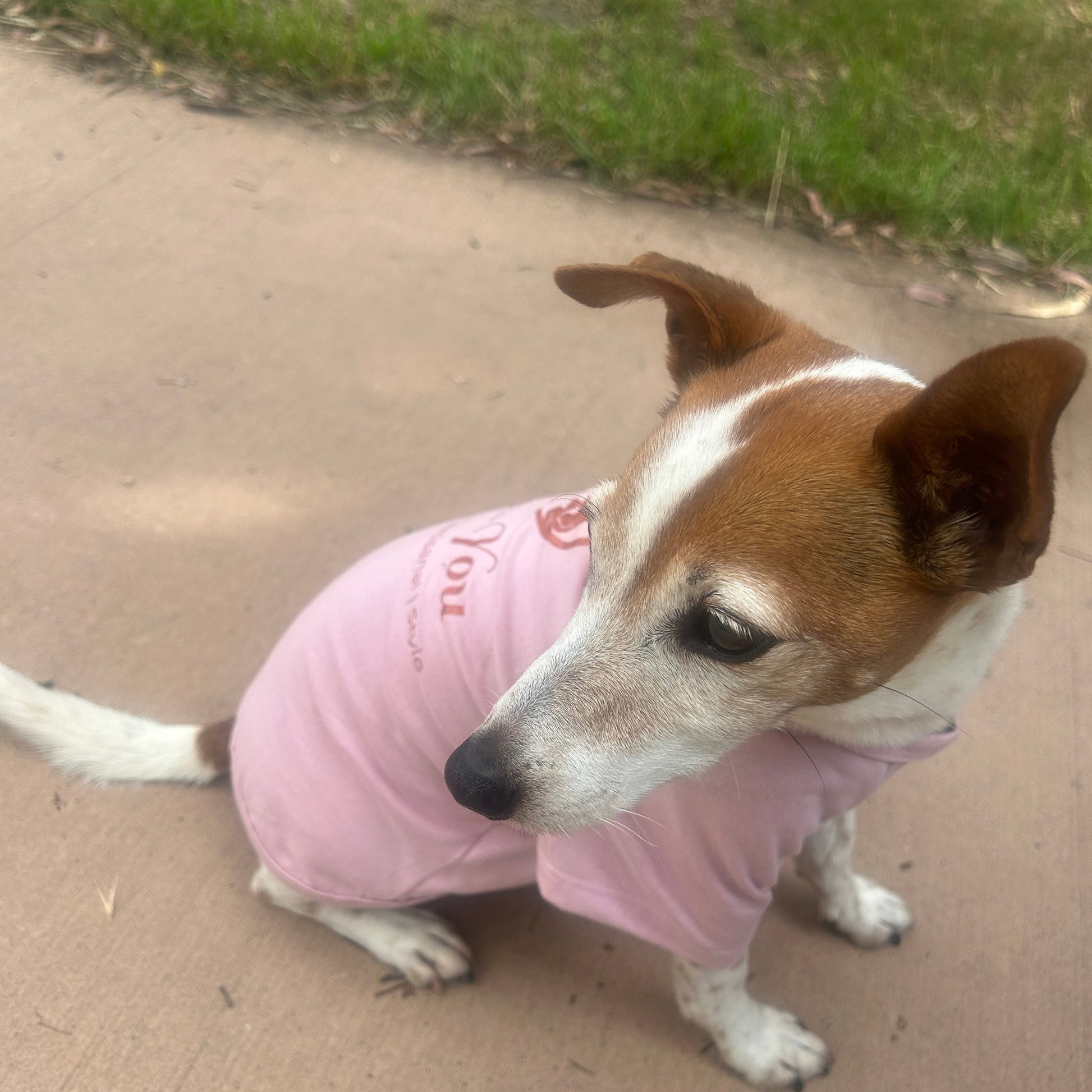 side view of charlie's face turned back towards his tail wearing the Dusty pink tee printed in Copper Fur-You logo