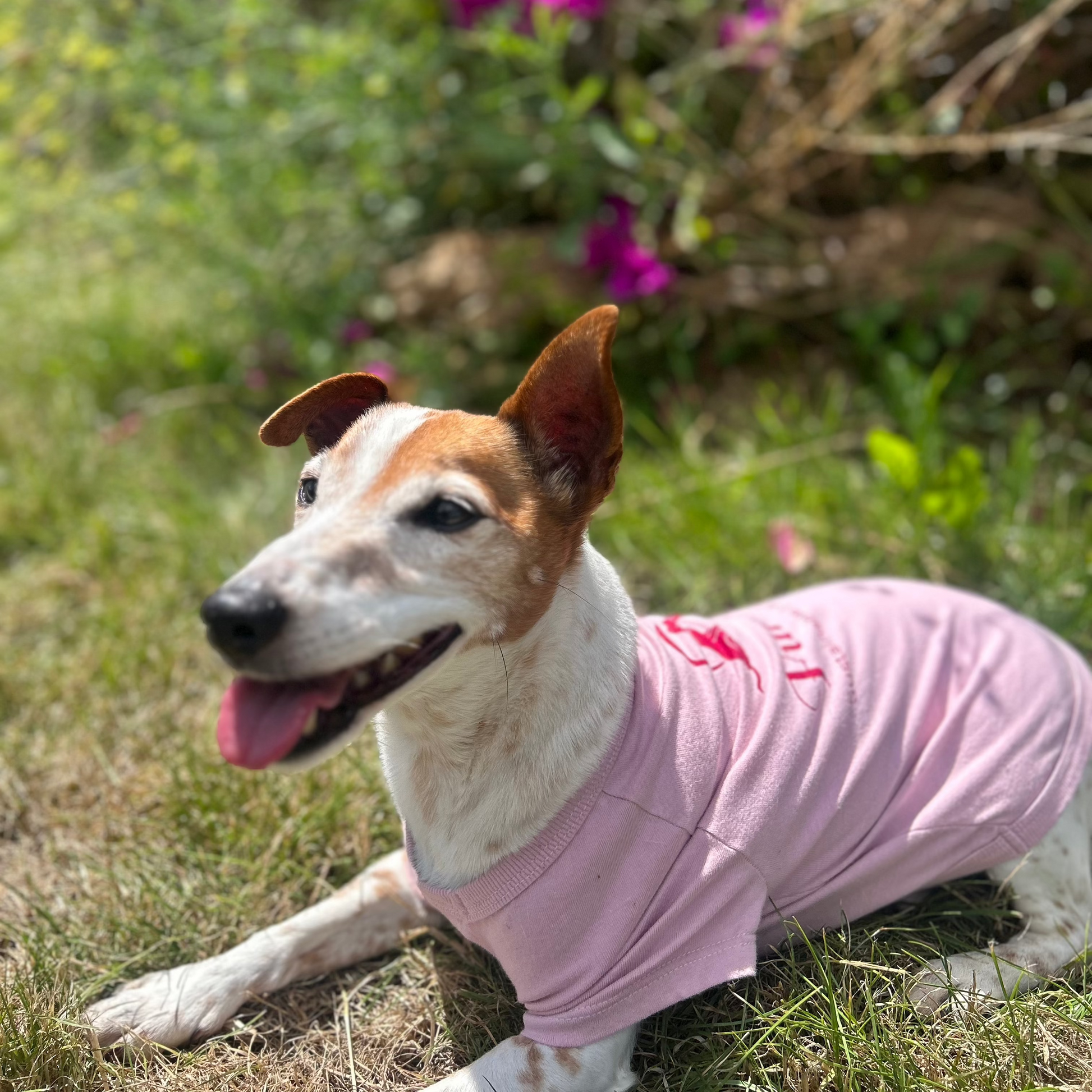 slightly angled view of Charlie laying down in front of pink bush wearing Dusty pink tee in Bordeaux print of Fur-You logo