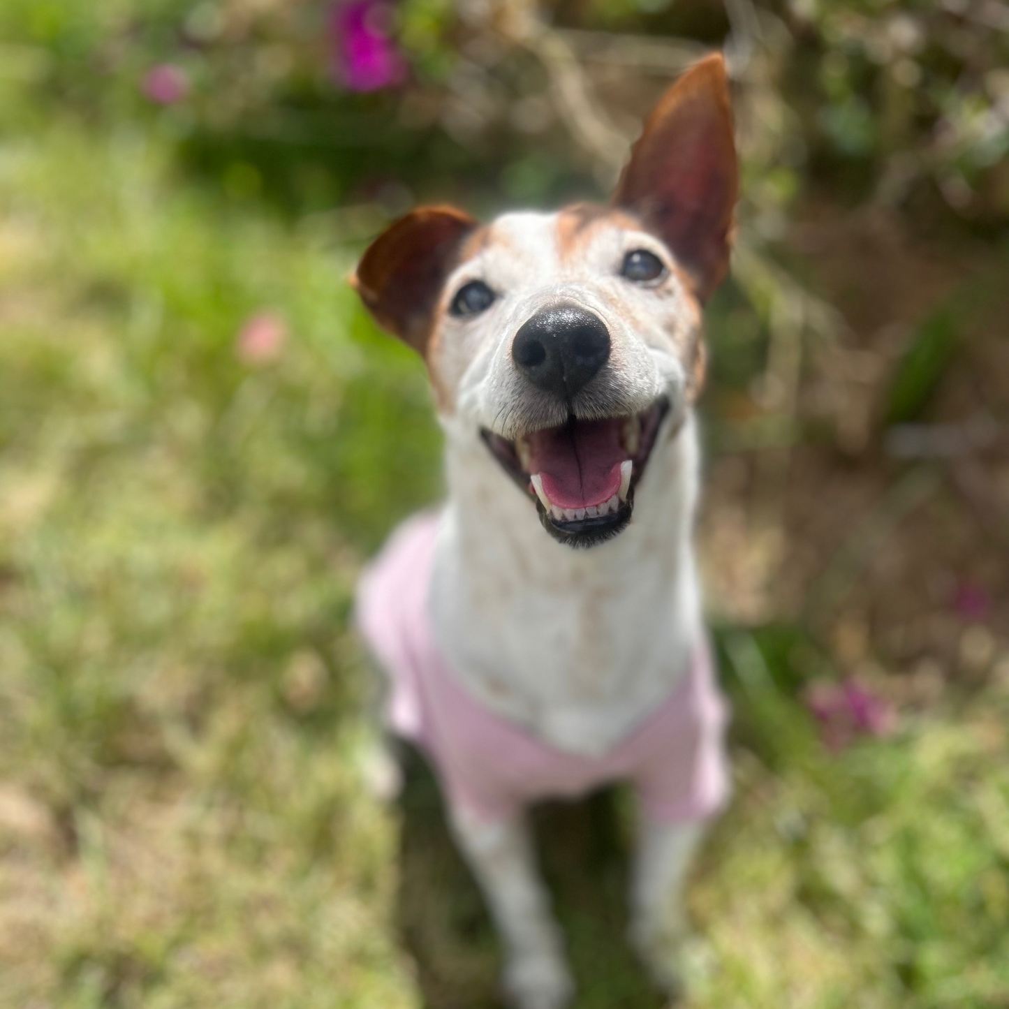 Charlie facing camera front on with a big open smile showing his tounge and teeth wearing a dusty pink tee sitting on grass with pink bush behind him slightly blurred