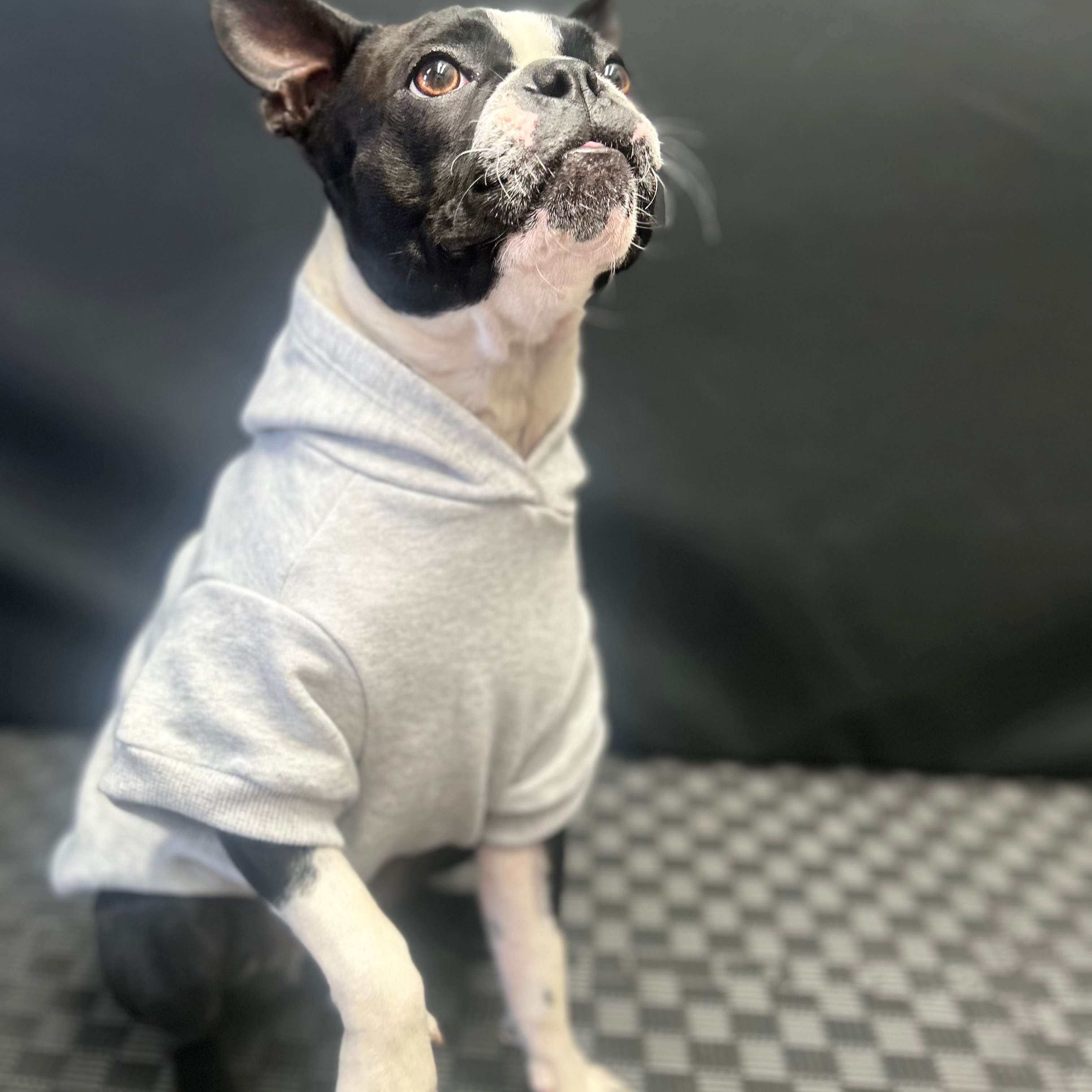 Bonnie, a stylish pup, poses in Fur-You’s ‘Bend Don’t Break’ hoodie in grey on grey marle. She lifts her front paw slightly, capturing her playful and resilient spirit