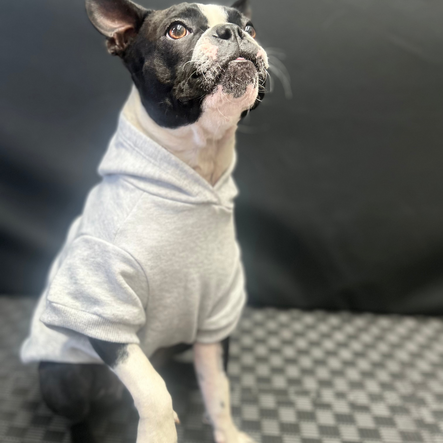 Bonnie, a stylish pup, poses in Fur-You’s ‘Bend Don’t Break’ hoodie in grey on grey marle. She lifts her front paw slightly, capturing her playful and resilient spirit