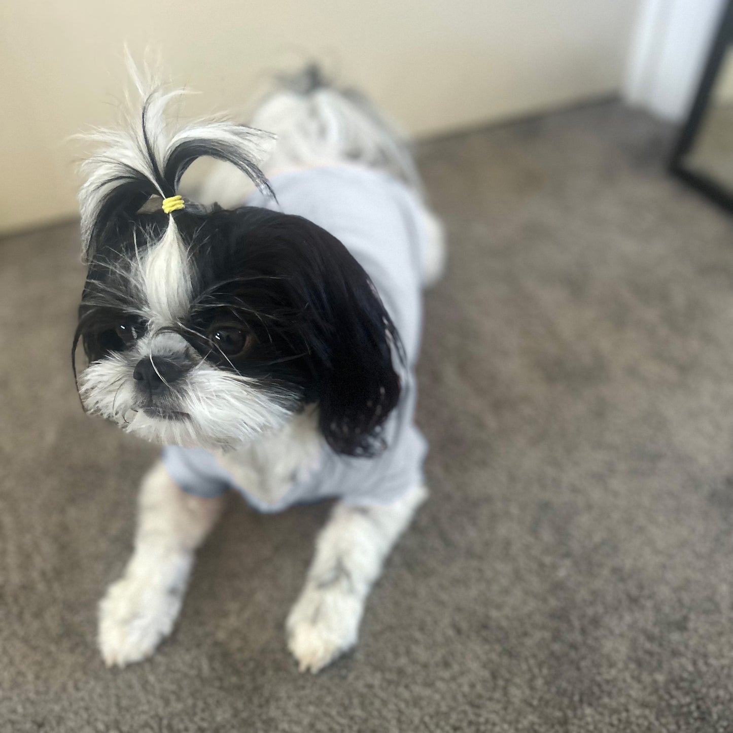 Front view of Clara, a small Shih Tzu, confidently posing in Fur-You’s ‘Charlie and the Bird’ print tee in blue on dusty blue fabric. The XS size fits snugly yet comfortably