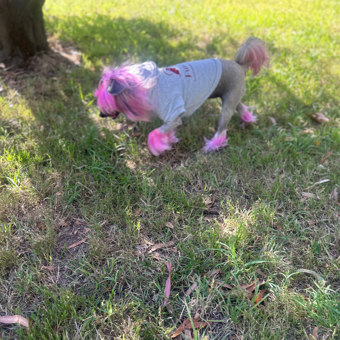 Lala, a spirited Chinese Crested, dashes playfully in her Fur-You Logo Hoodie in grey marle. Her flowing pink locks contrast beautifully with the hoodie’s minimalist, eco-friendly design