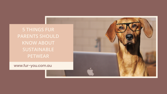 Your Guide to Sustainable Petwear: 5 Things Fur Parents Need to Know