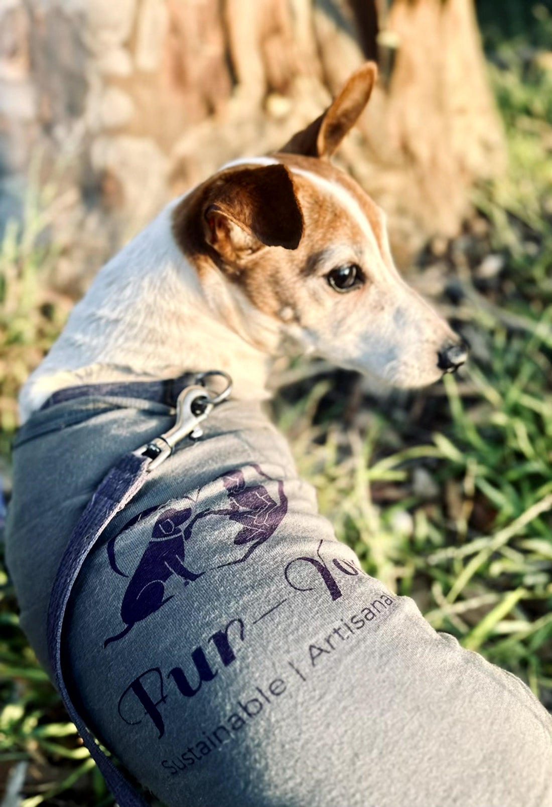 What Dog Parents Actually Want for Christmas (Hint: It's Not Another Mug)