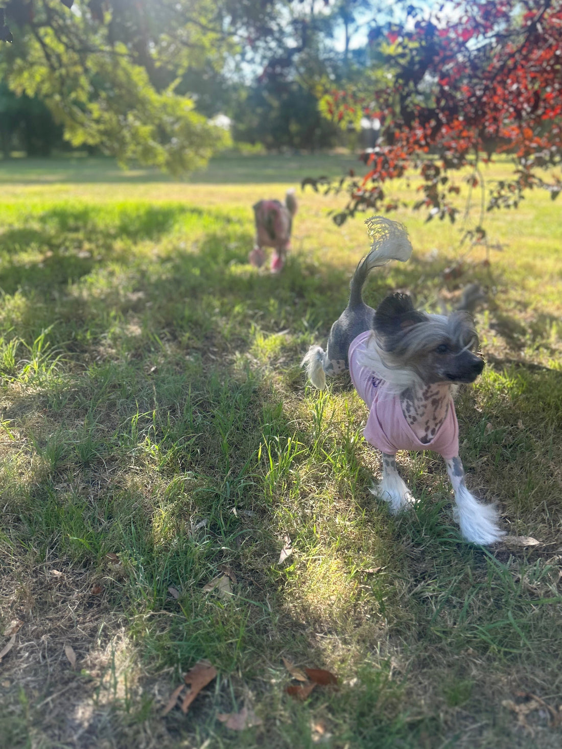 Lala and Lusion her sister running towards camera wearing Fur-You dog tees in the park