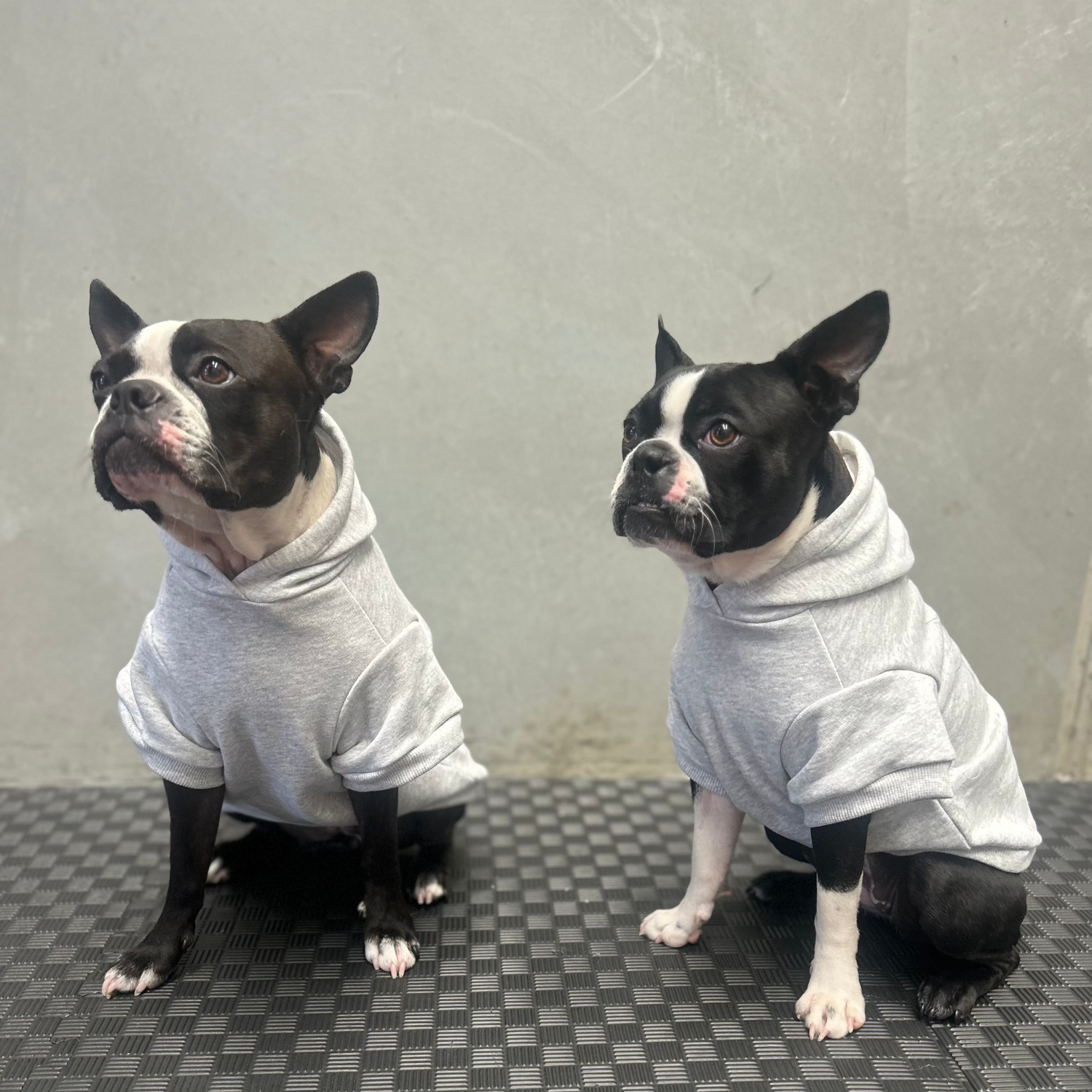Two Boston Terriers, Bonnie (on the left) and Betty (on the right) are sitting side by side in matching hoodies. Bonnie is slightly larger, while Betty is a bit smaller and tilted in her sitting position. Both dogs look comfortable and cozy, with the hoodies fitting perfectly to their bodies in size Large and Medium. The image highlights the hoodie’s comfort, practical design, and its appeal to various dog sizes.
