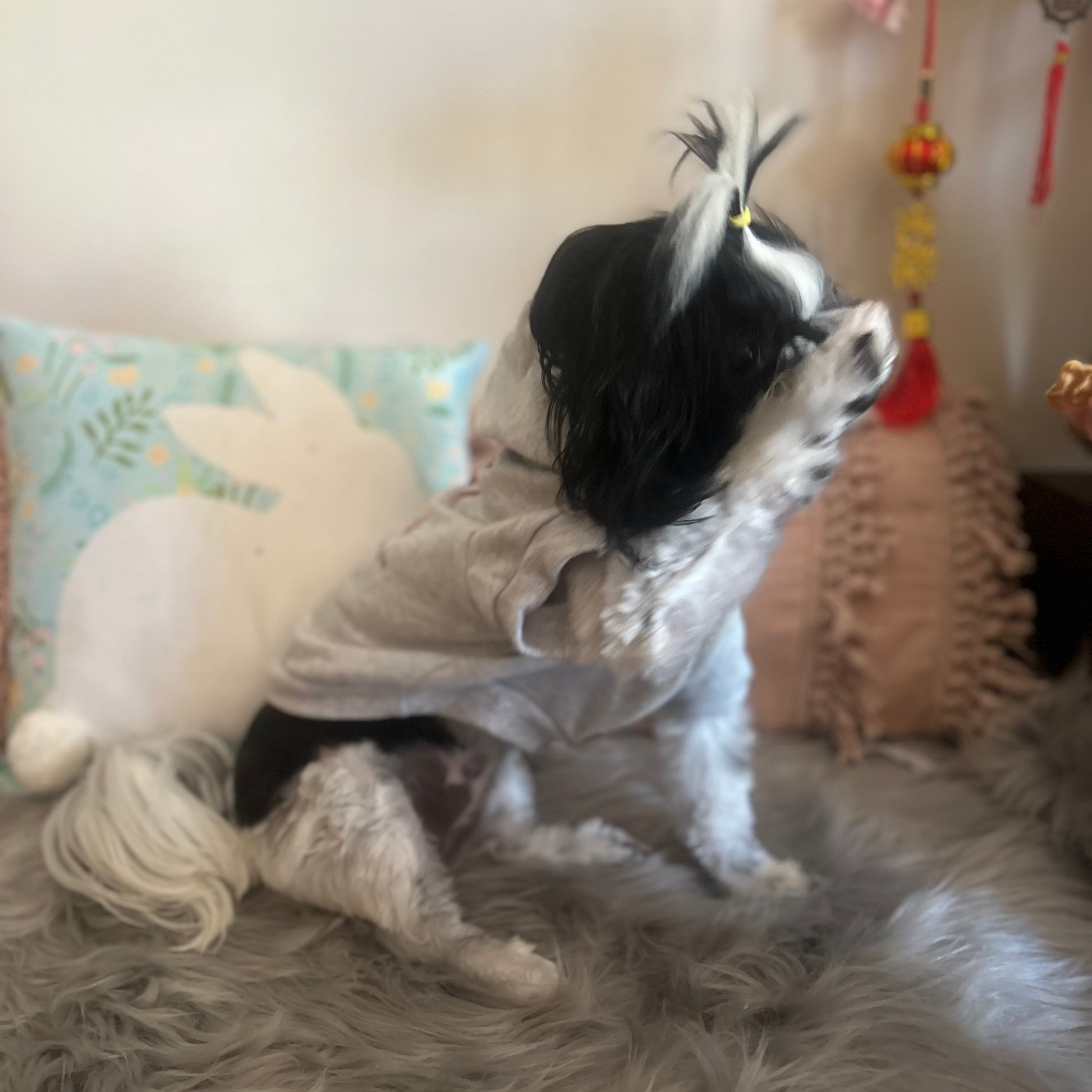 Clara, a sweet Shih Tzu, shyly paws at her face while sitting on a plush grey rug in Fur-You’s Logo Hoodie in grey marle. The hoodie’s soft, sustainable fabric moves effortlessly with her, reflecting comfort and eco-conscious design