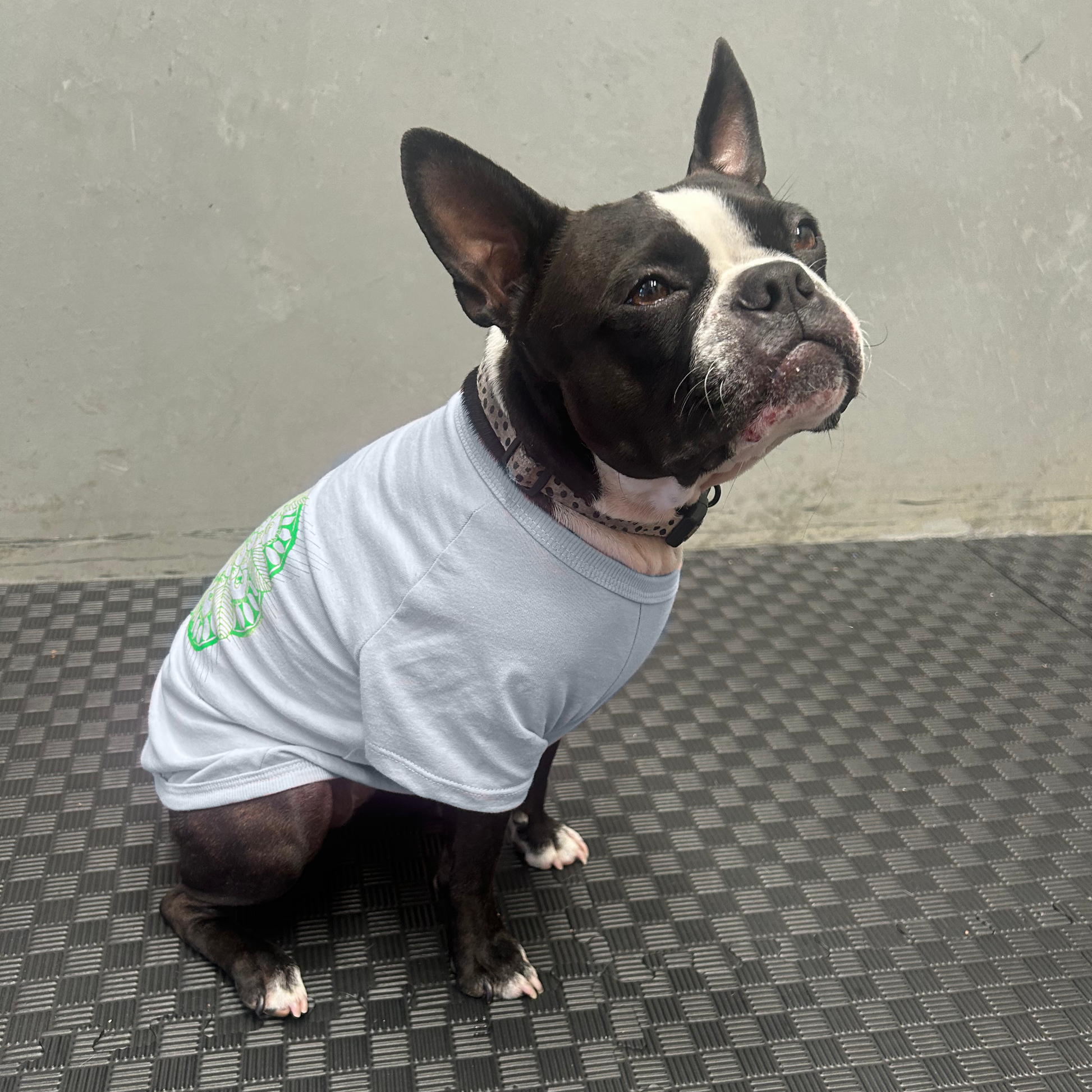 Bonnie sits contentedly in her Fur-You Mandala Glow tee, ears perked and eyes squinting softly. The side view highlights the structured yet breathable fit, made from ethically sourced 190GSM cotton. A perfect fusion of eco-conscious craftsmanship and pet-friendly fashion